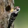 Picchio rosso maggiore - Great Spotted Woodpecker (Dendrocopos major)