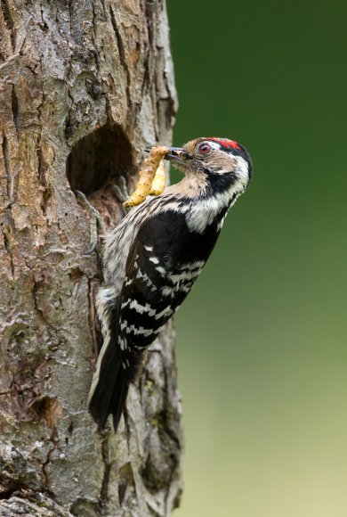 Picchio rosso maggiore - Great Spotted Woodpecker (Dendrocopos major)