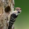 Picchio rosso maggiore - Great Spotted Woodpecker (Dendrocopos major)