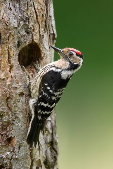 Picchio rosso maggiore - Great Spotted Woodpecker (Dendrocopos major)