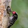 Picchio rosso maggiore - Great Spotted Woodpecker (Dendrocopos major)