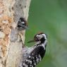 Picchio rosso maggiore - Great Spotted Woodpecker (Dendrocopos major)