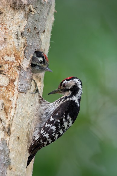 Picchio rosso maggiore - Great Spotted Woodpecker (Dendrocopos major)