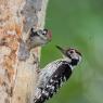 Picchio rosso maggiore - Great Spotted Woodpecker (Dendrocopos major)