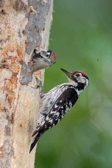 Picchio rosso maggiore - Great Spotted Woodpecker (Dendrocopos major)