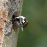 Picchio rosso maggiore - Great Spotted Woodpecker (Dendrocopos major)