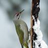 Picchio Cenerino - Grey Headed Woodpecker (Picus canus)