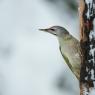 Picchio Cenerino - Grey Headed Woodpecker (Picus canus)