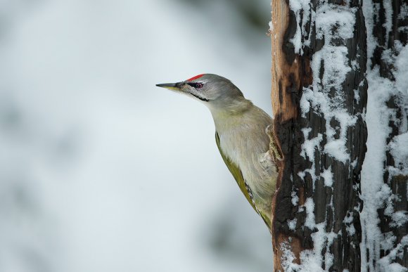 Picchio Cenerino - Grey Headed Woodpecker (Picus canus)