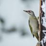 Picchio Cenerino - Grey Headed Woodpecker (Picus canus)