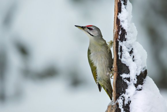 Picchio Cenerino - Grey Headed Woodpecker (Picus canus)