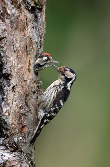 Picchio rosso maggiore - Great Spotted Woodpecker (Dendrocopos major)