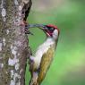 Picchio verde - Eurasian Green Woodpecker (Picus viridis)