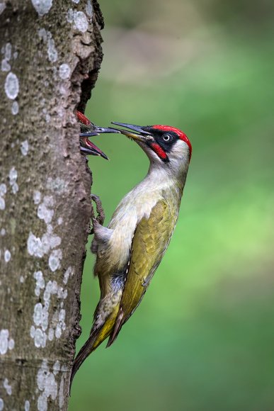 Picchio verde - Eurasian Green Woodpecker (Picus viridis)