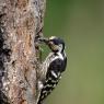 Picchio rosso maggiore - Great Spotted Woodpecker (Dendrocopos major)