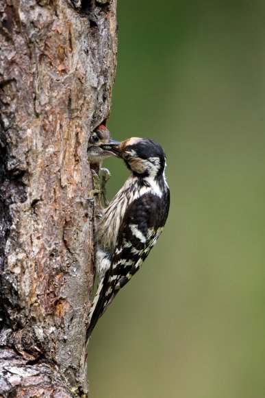 Picchio rosso maggiore - Great Spotted Woodpecker (Dendrocopos major)