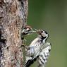 Picchio rosso maggiore - Great Spotted Woodpecker (Dendrocopos major)