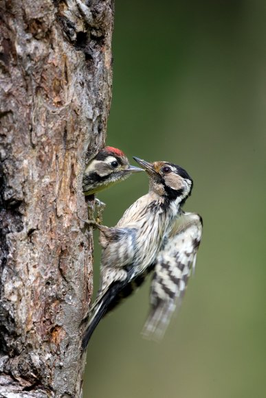 Picchio rosso maggiore - Great Spotted Woodpecker (Dendrocopos major)