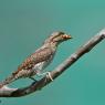 Torcicollo - Eurasian wryneck (Jynx torquilla)