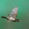 Torcicollo - Eurasian wryneck (Jynx torquilla)