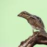 Torcicollo - Eurasian wryneck (Jynx torquilla)