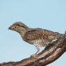 Torcicollo - Eurasian wryneck (Jynx torquilla)