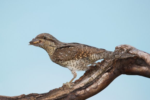 Torcicollo - Eurasian wryneck (Jynx torquilla)