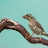 Torcicollo - Eurasian wryneck (Jynx torquilla)