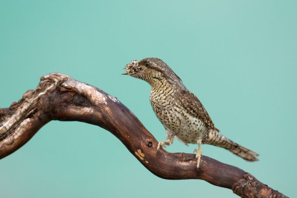 Torcicollo - Eurasian wryneck (Jynx torquilla)