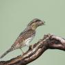 Torcicollo - Eurasian wryneck (Jynx torquilla)