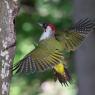 Picchio verde - Eurasian Green Woodpecker (Picus viridis)