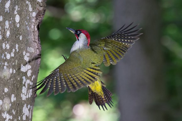 Picchio verde - Eurasian Green Woodpecker (Picus viridis)