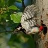 Picchio rosso maggiore - Great spotted woodpecker (Dendrocopos major)