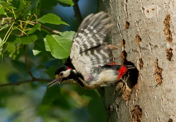 Picchio rosso maggiore - Great spotted woodpecker (Dendrocopos major)