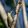 Picchio verde - Eurasian Green Woodpecker (Picus viridis)