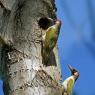 Picchio verde - Eurasian Green Woodpecker (Picus viridis)