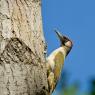 Picchio verde - Eurasian Green Woodpecker (Picus viridis)