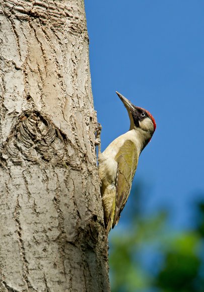 Picchio verde - Eurasian Green Woodpecker (Picus viridis)