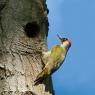 Picchio verde - Eurasian Green Woodpecker (Picus viridis)