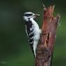 Downy woodpecker (Dryobates pubescens)