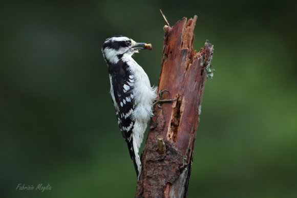 Downy woodpecker (Dryobates pubescens)