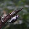 Downy woodpecker (Dryobates pubescens)