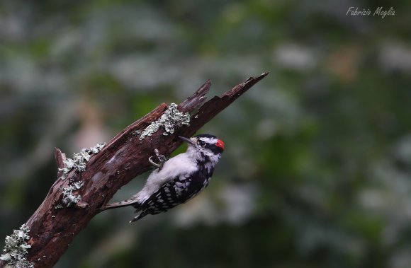 Downy woodpecker (Dryobates pubescens)