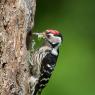 Picchio rosso minore - Lesser spotted woodpecker (Dryobates minor)