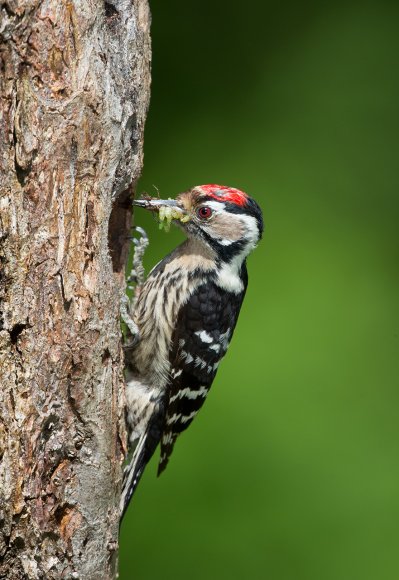 Picchio rosso minore - Lesser spotted woodpecker (Dryobates minor)