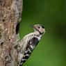 Picchio rosso minore - Lesser spotted woodpecker (Dryobates minor)