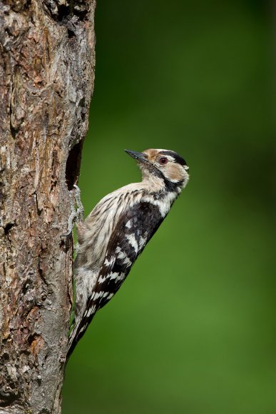 Picchio rosso minore - Lesser spotted woodpecker (Dryobates minor)