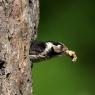 Picchio rosso minore - Lesser spotted woodpecker (Dryobates minor)