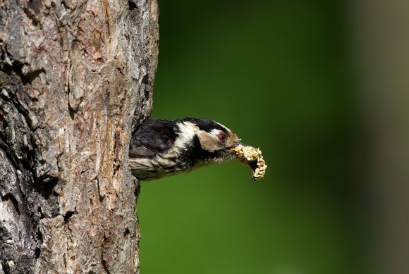 Picchio rosso minore - Lesser spotted woodpecker (Dryobates minor)