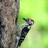 Picchio rosso minore - Lesser spotted woodpecker (Dryobates minor)